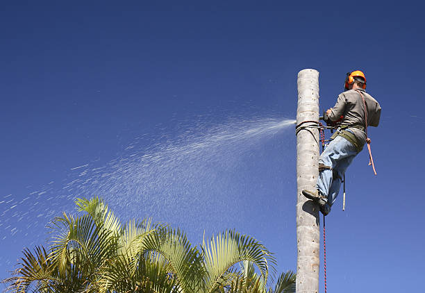 Trusted Wheelersburg, OH Tree Care Experts