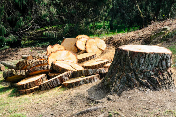 How Our Tree Care Process Works  in  Wheelersburg, OH